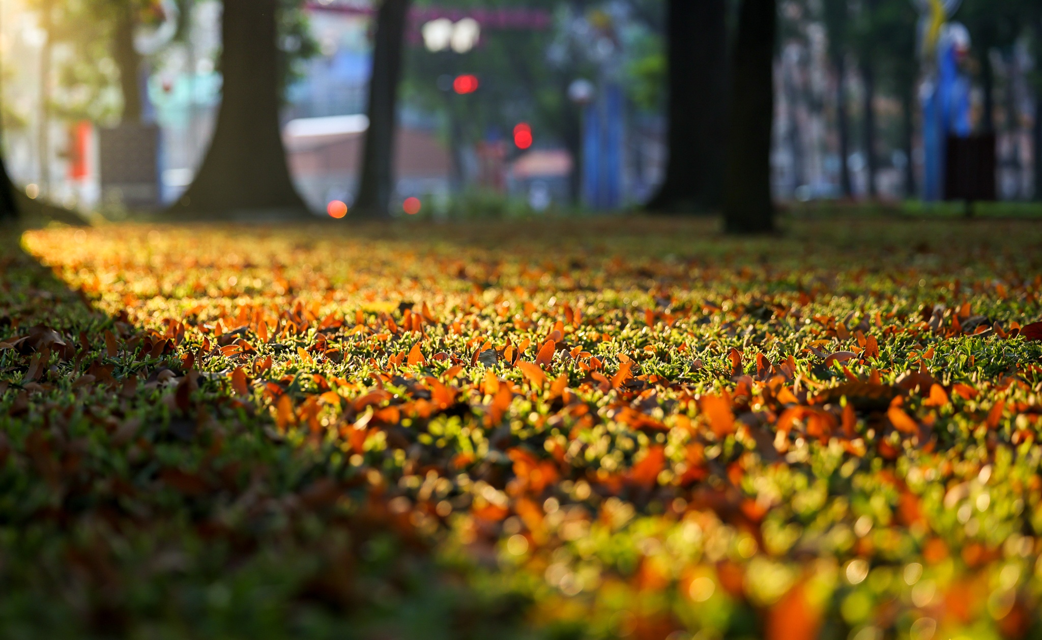 mua hoa cho roi o Sai Gon anh 5