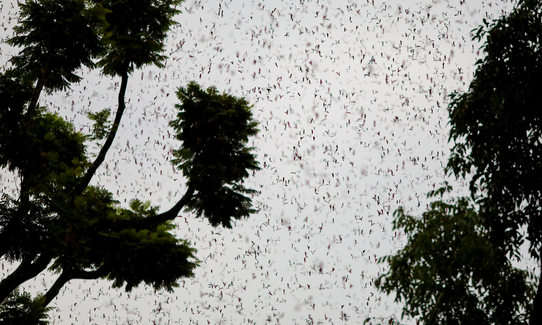 mua hoa cho roi o Sai Gon anh 14