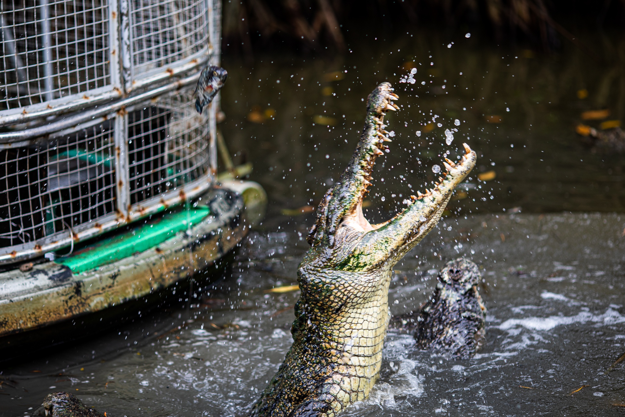 Cac diem du lich Can Gio bat dau don khach anh 7