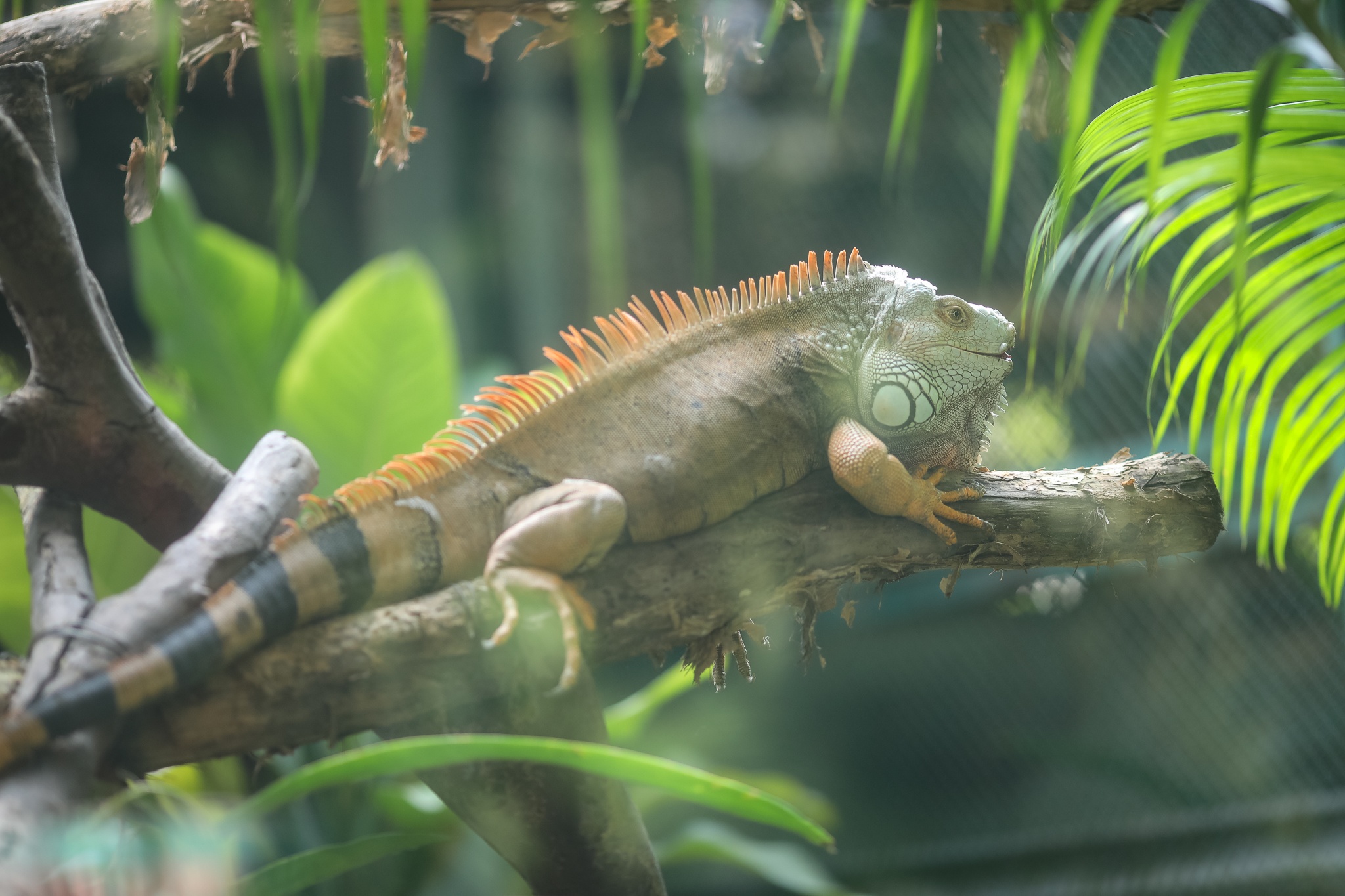 Thao cam vien mo cua tro lai anh 9