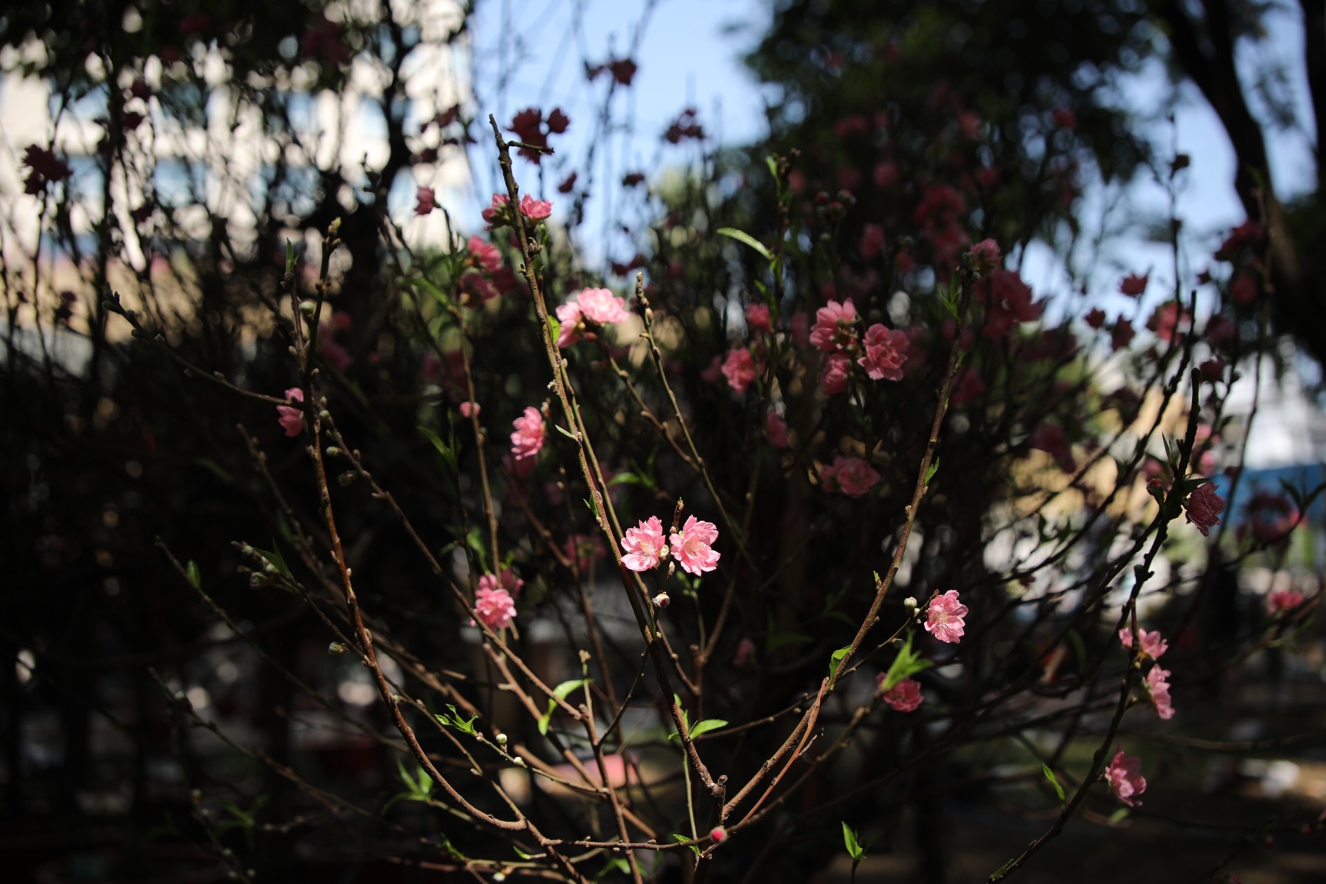 cua dao ban thao ngay cuoi nam anh 4