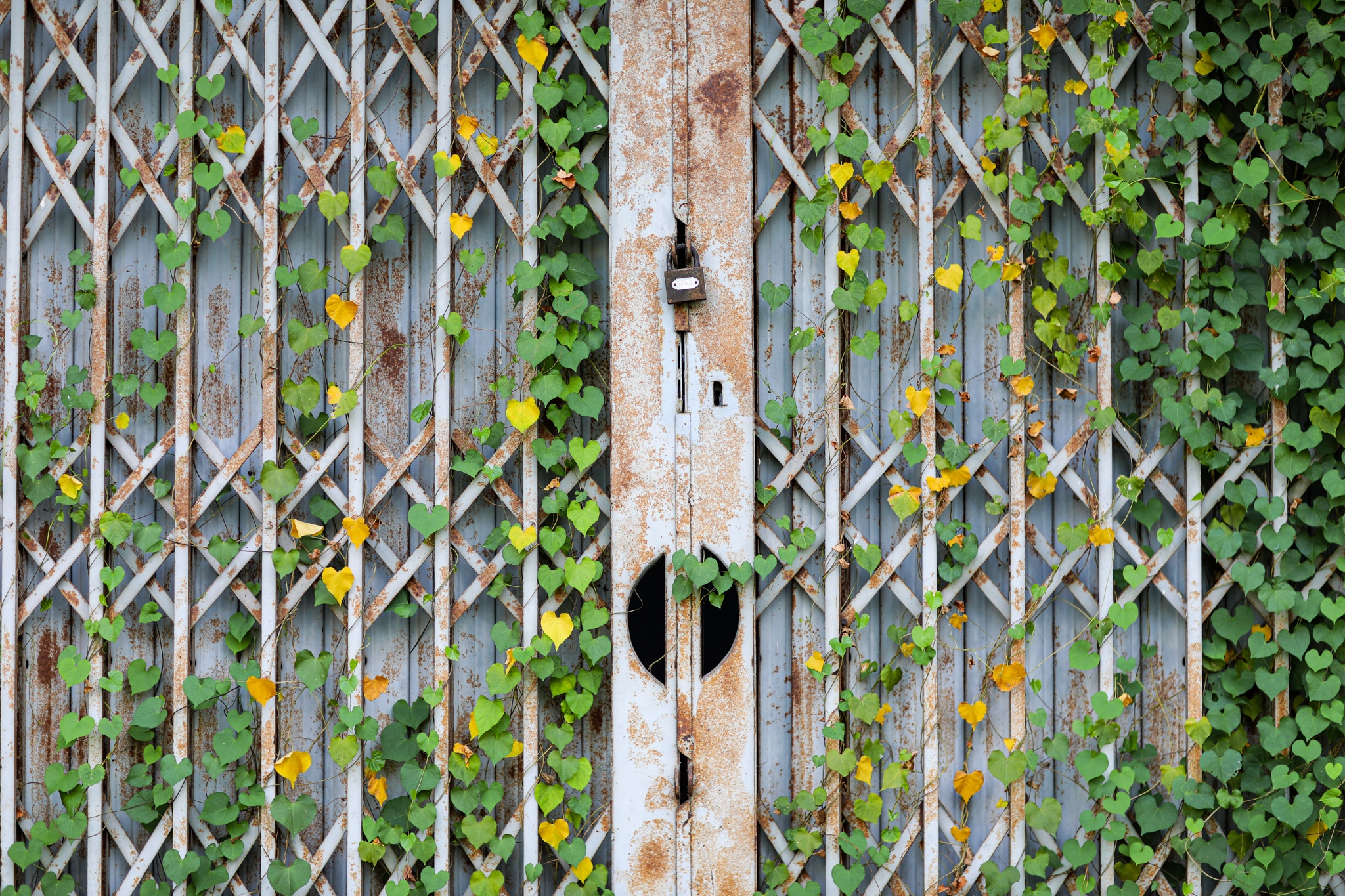 Hang nghin can ho bo hoang tai khu tai dinh cu o Binh Chanh hinh anh