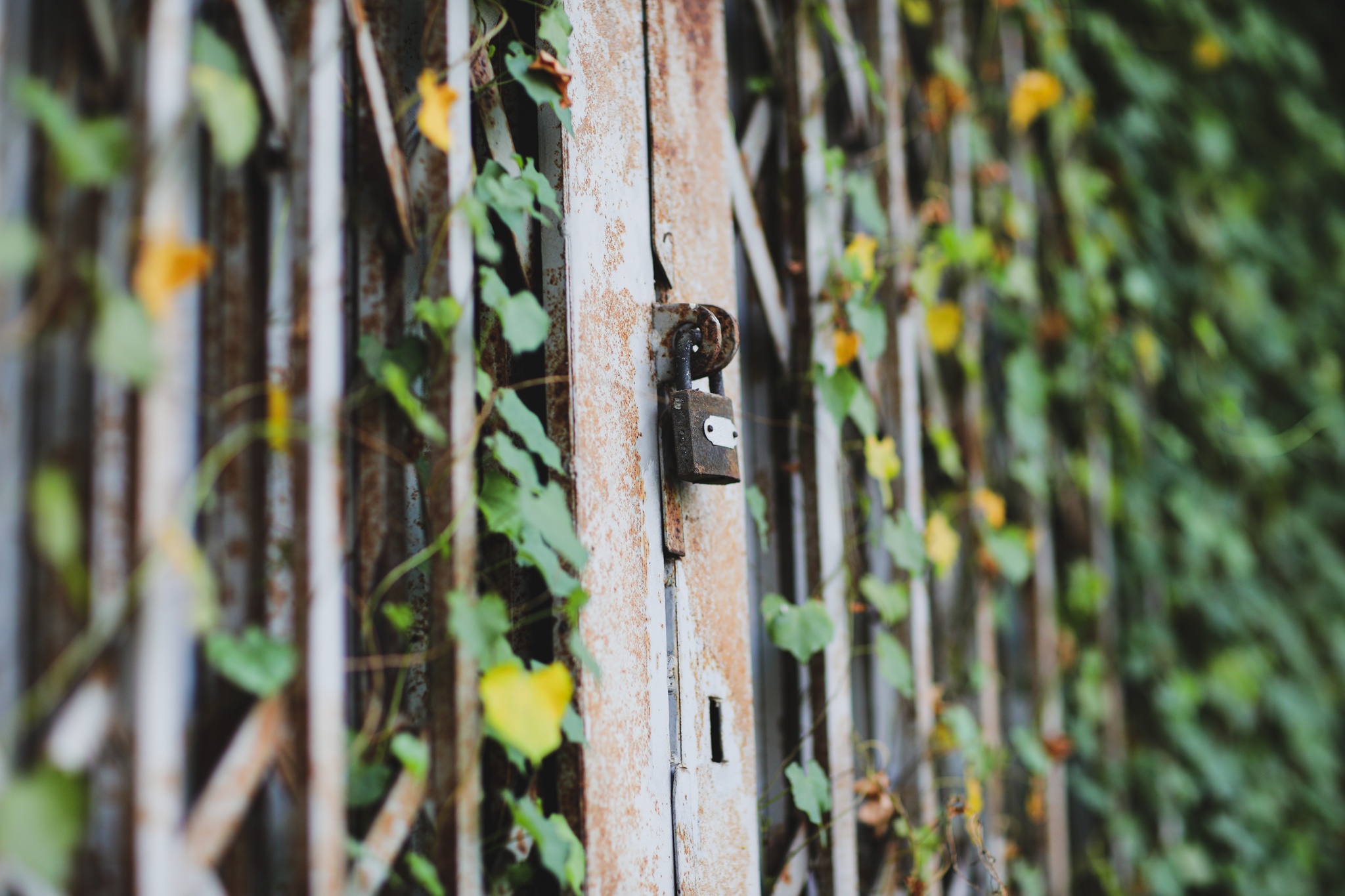 Hang nghin can ho bo hoang o TP.HCM anh 9