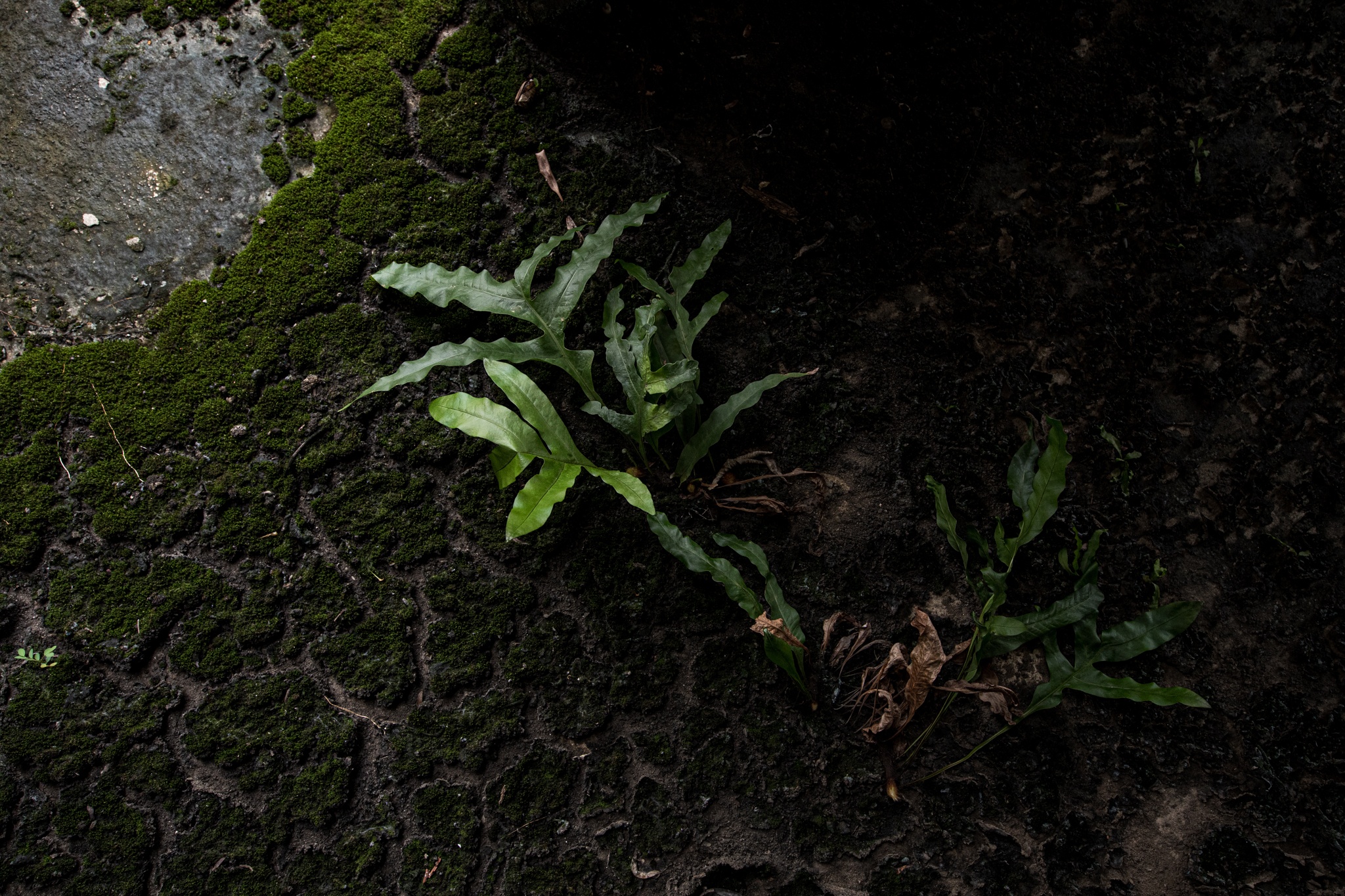 Biet thu tien ty bo hoang TPHCM anh 7