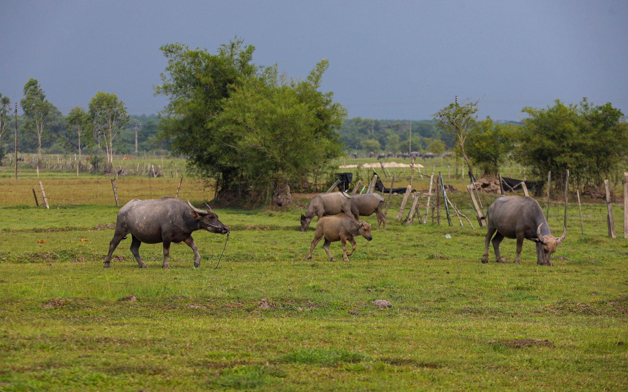 Cung van hoa thieu nhi anh 12