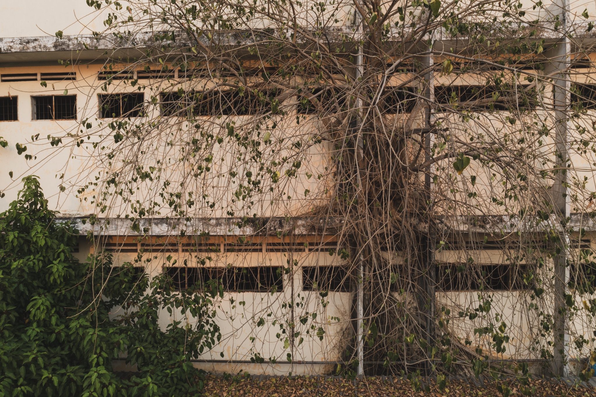 cuong che dat vang anh 9