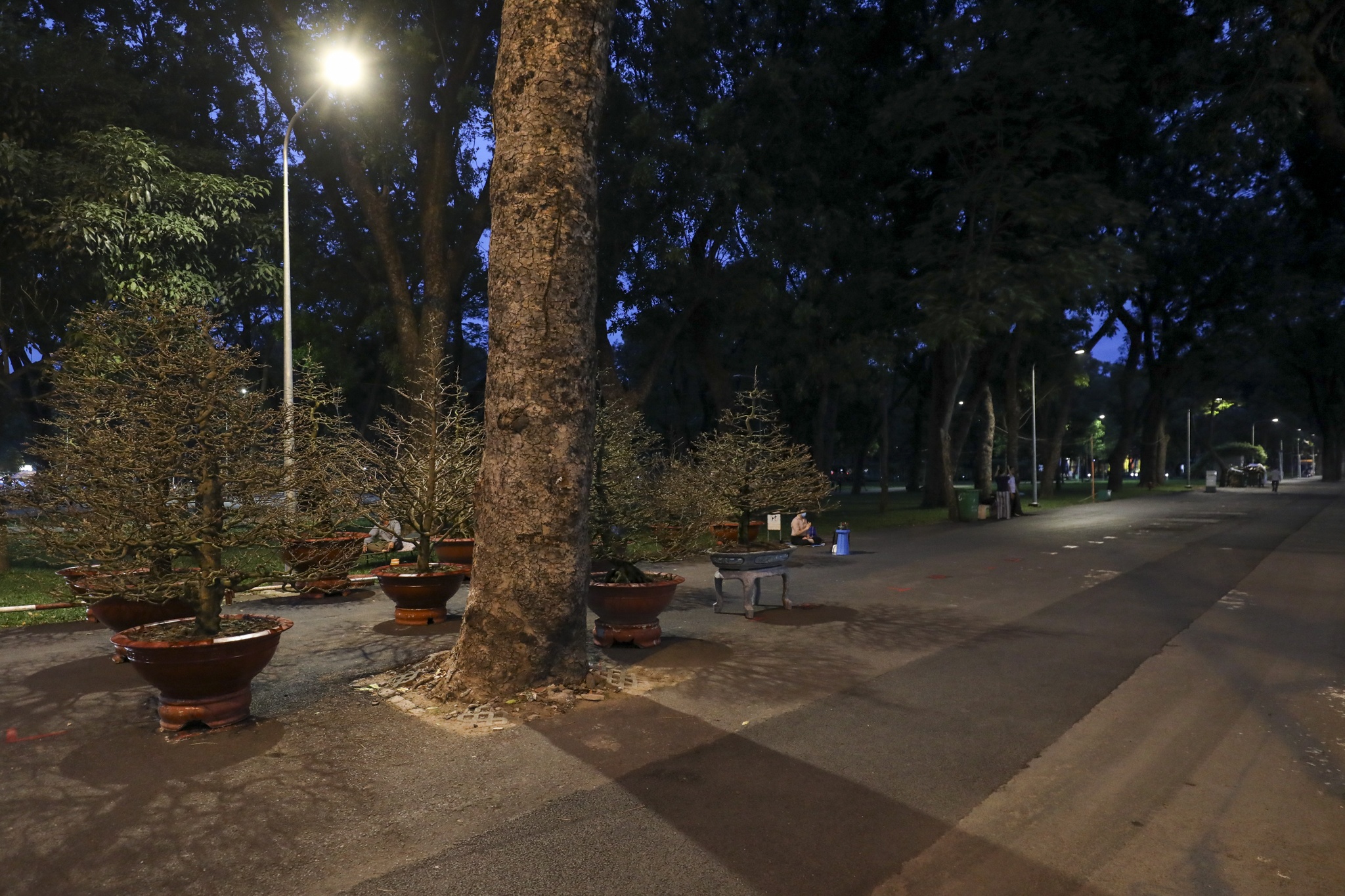 cho hoa Tet diu hiu anh 4