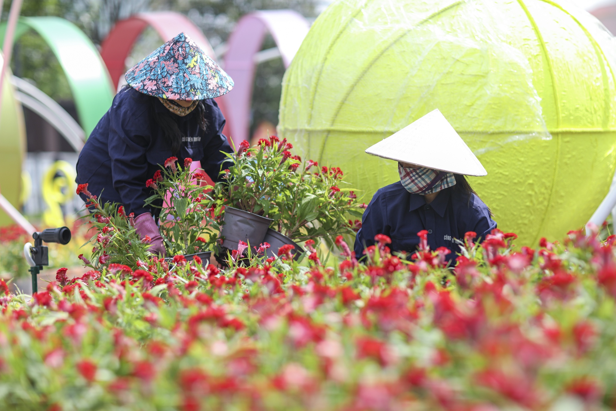 duong hoa nguyen hue anh 11