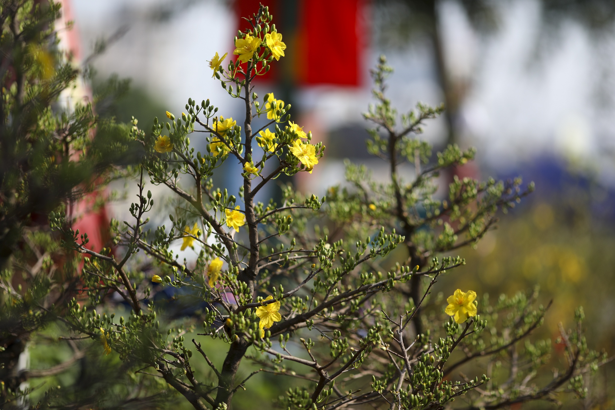 Cho hoa ben binh dong anh 5