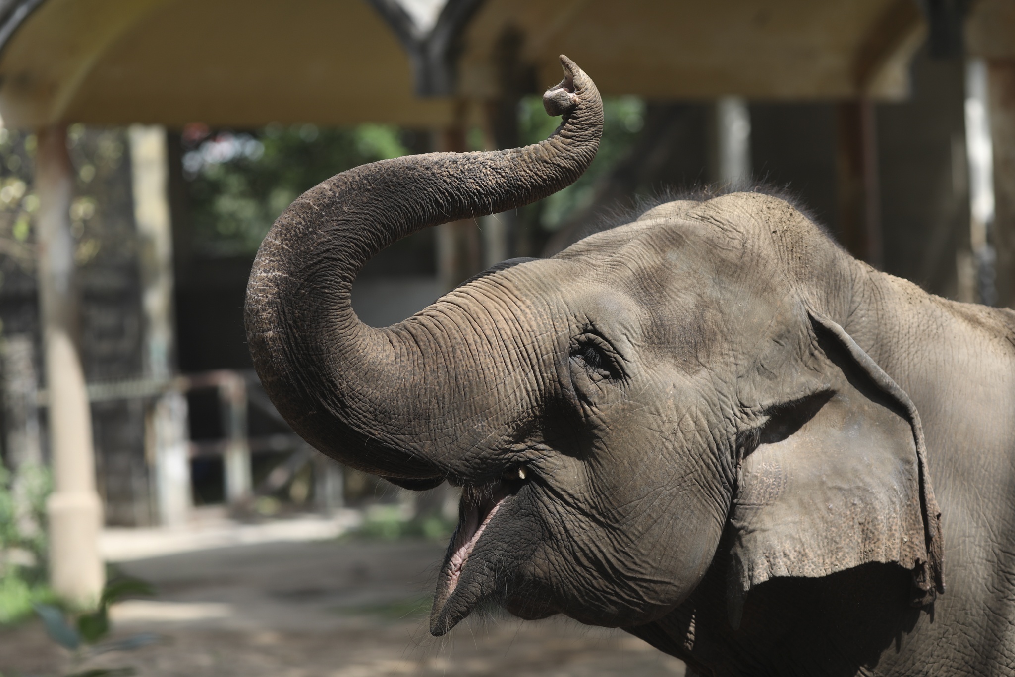 doi nang du xuan anh 11