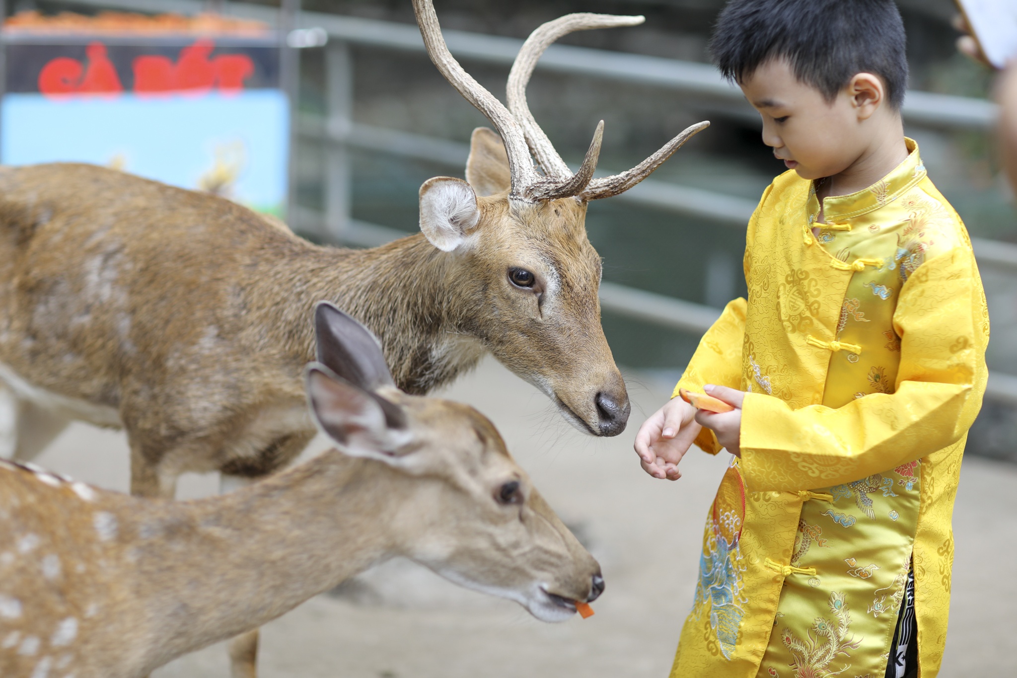 doi nang du xuan anh 10
