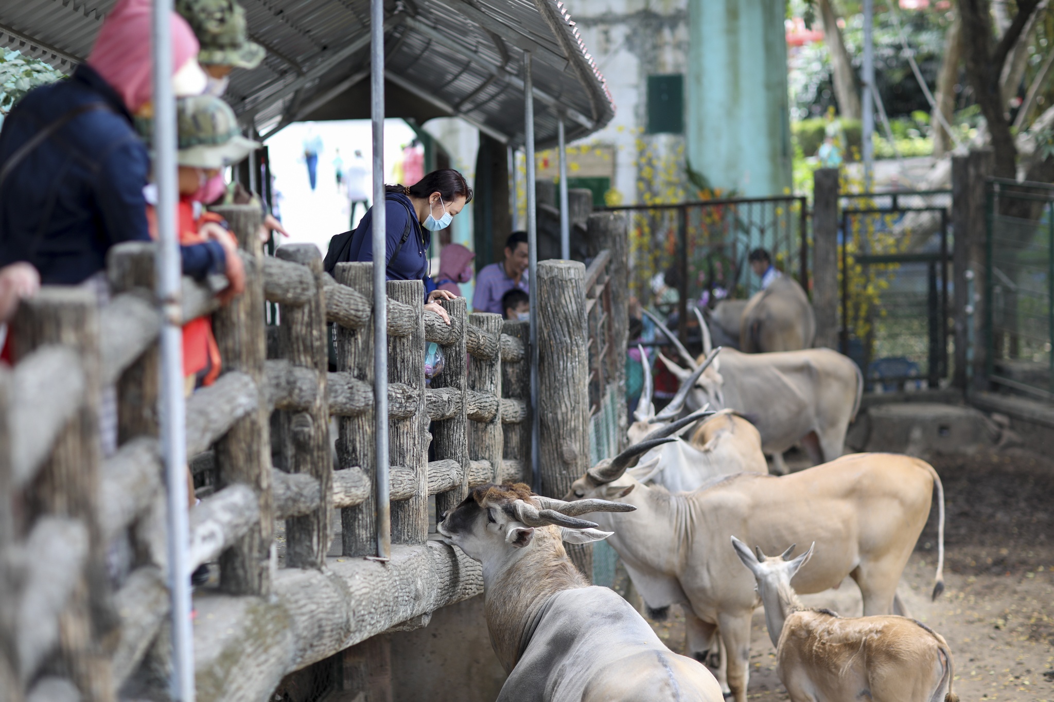 doi nang du xuan anh 9
