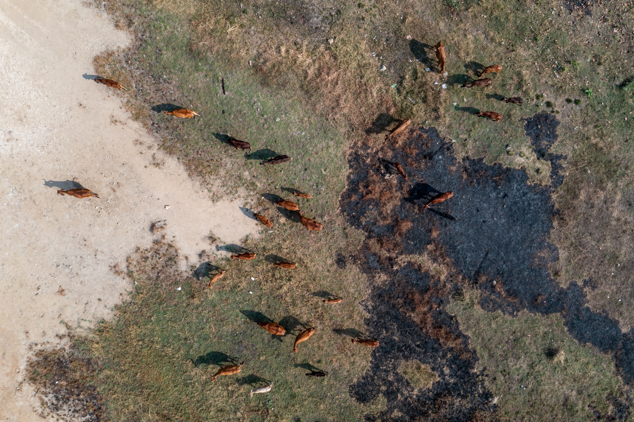khu dong tang long anh 14