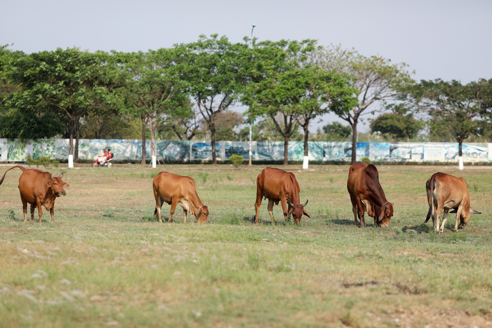 khu dong tang long anh 13