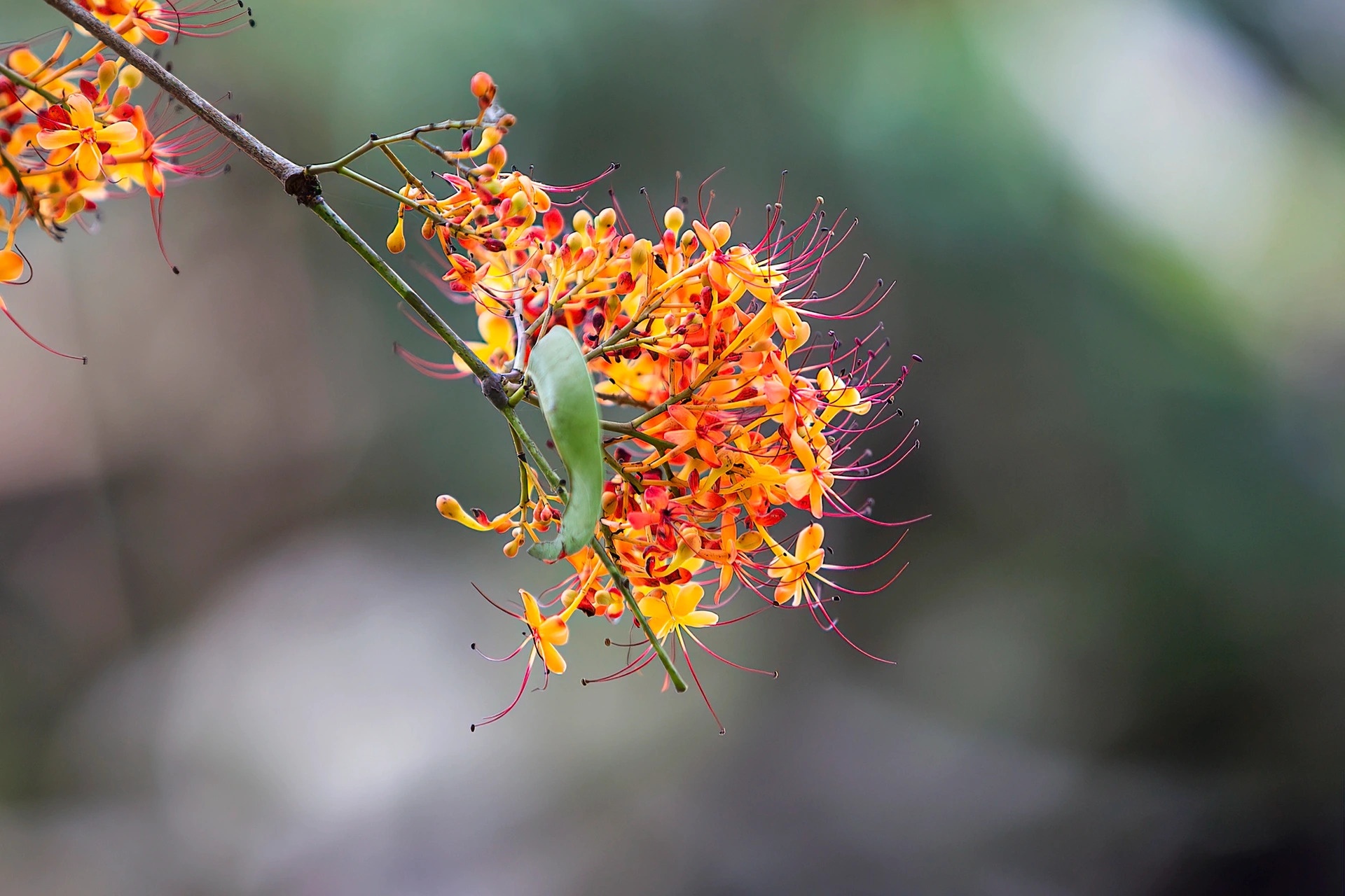 hoa vang anh no ro anh 7