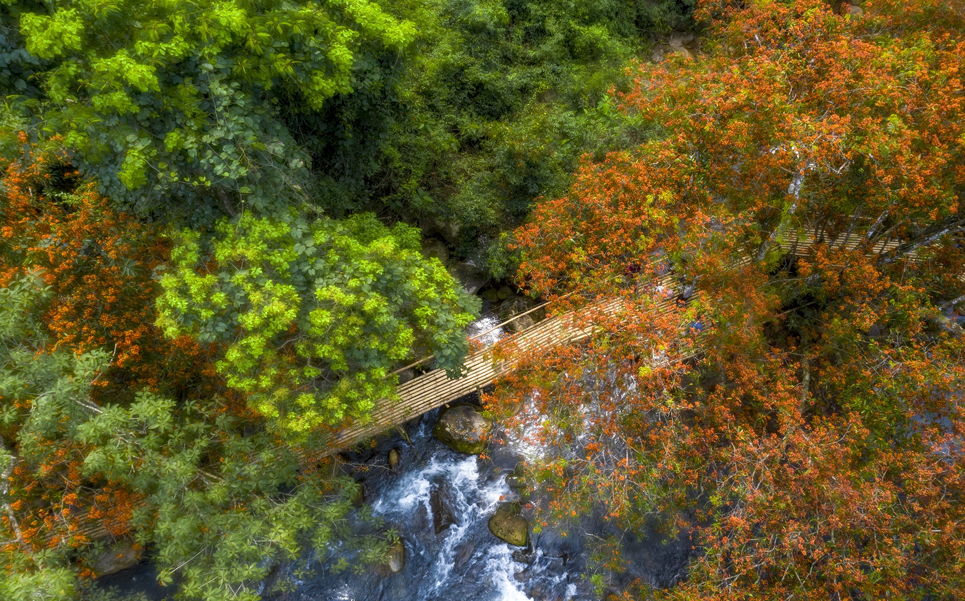 hoa vang anh no ro anh 13