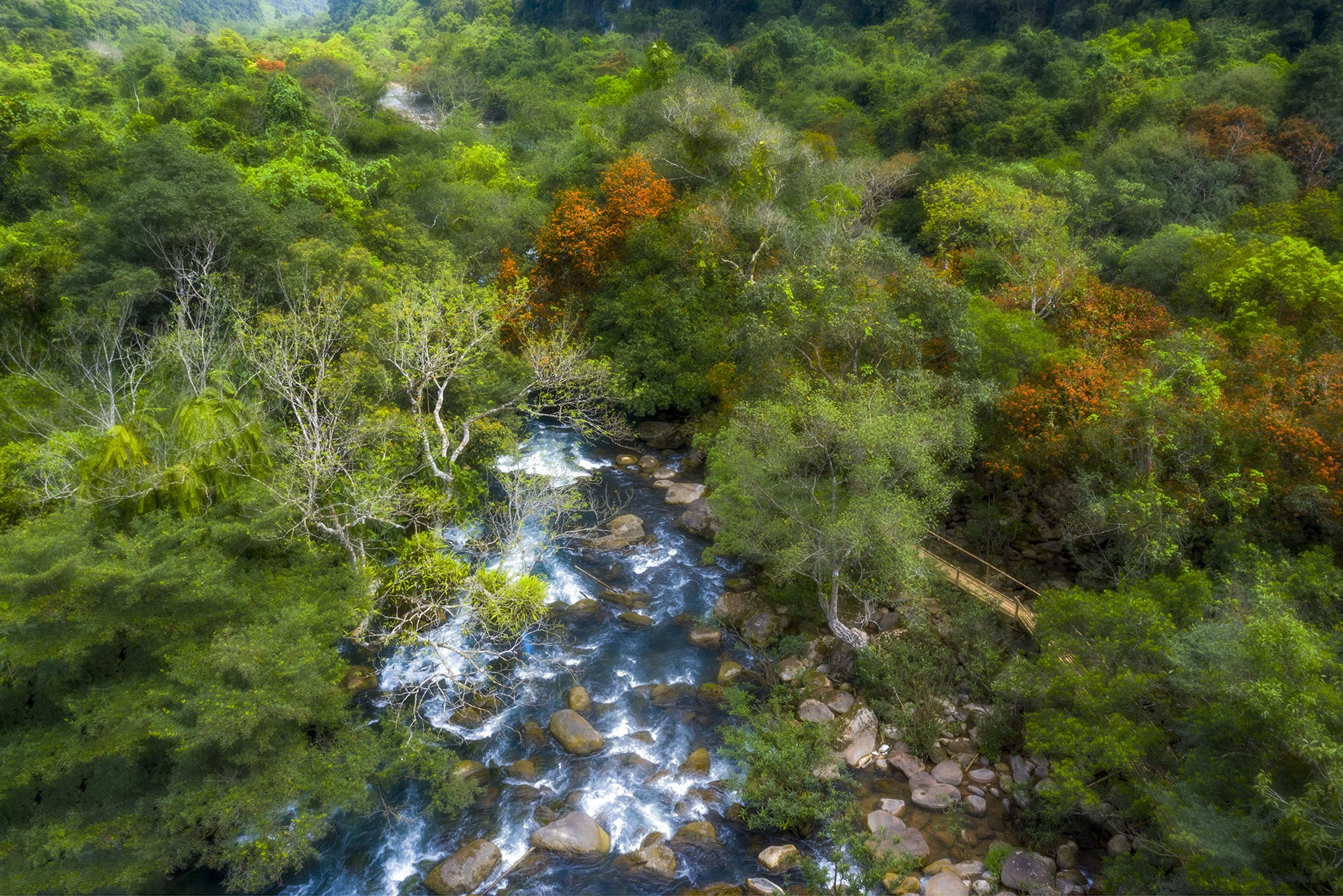 hoa vang anh no ro anh 11