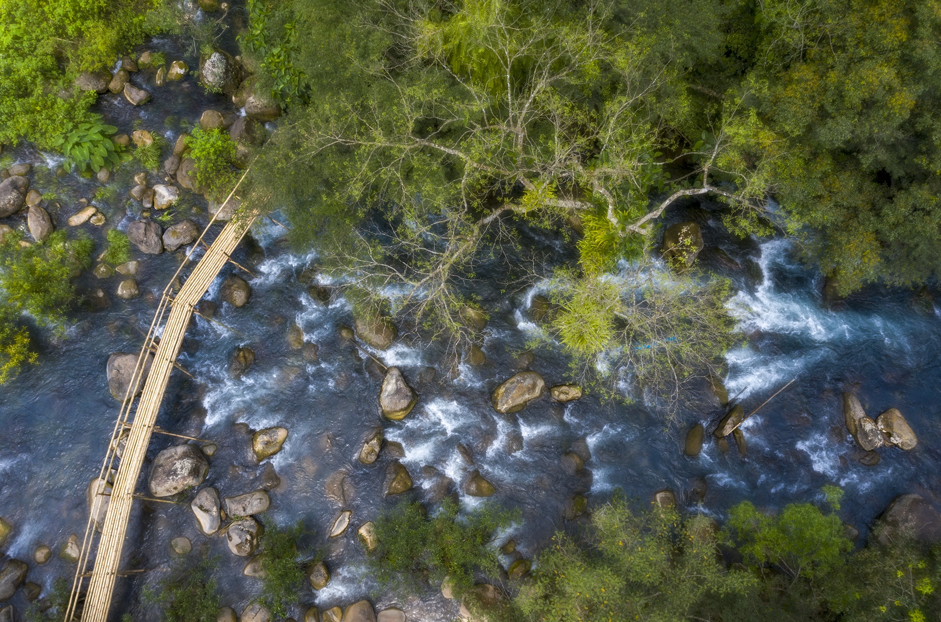 hoa vang anh no ro anh 12