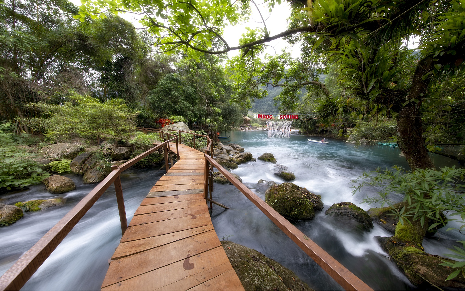 hoa vang anh no ro anh 6