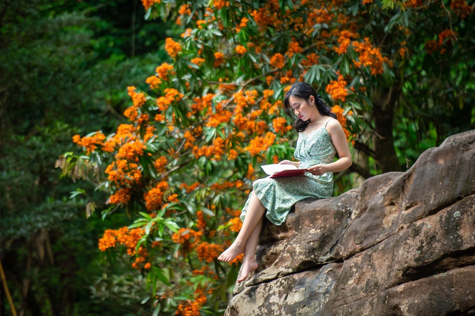 hoa vang anh no ro anh 15