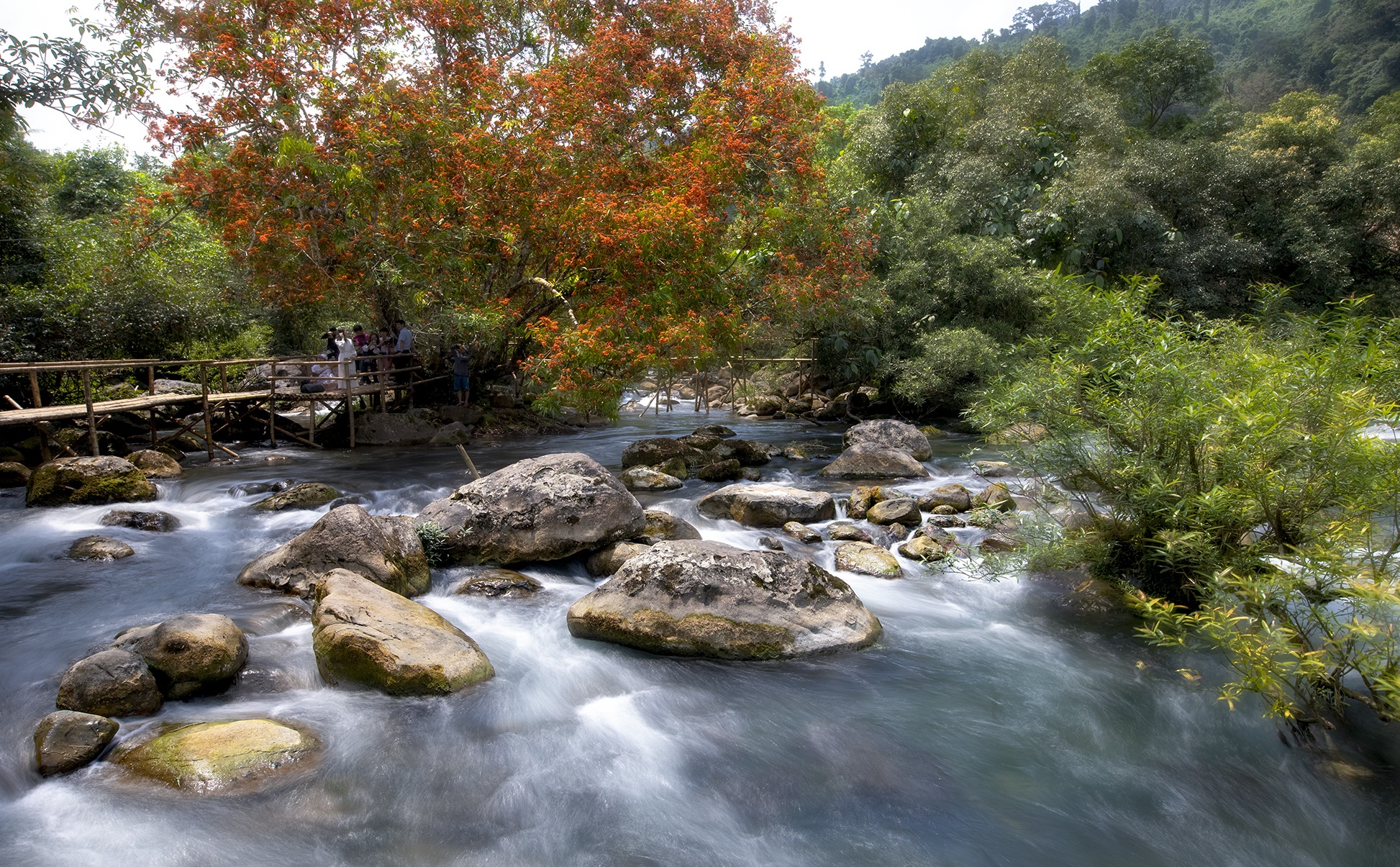 hoa vang anh no ro anh 3