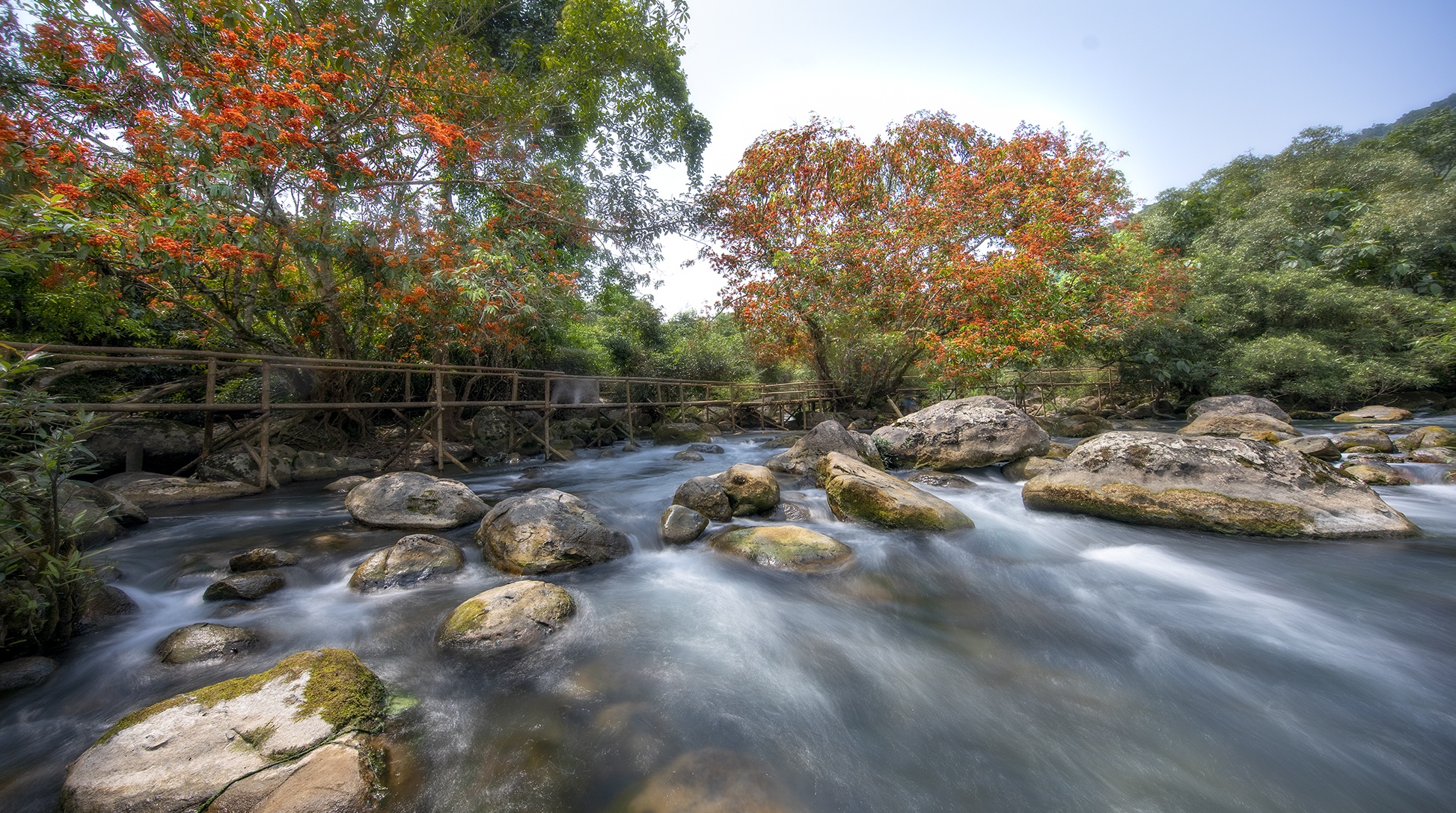 hoa vang anh no ro anh 2