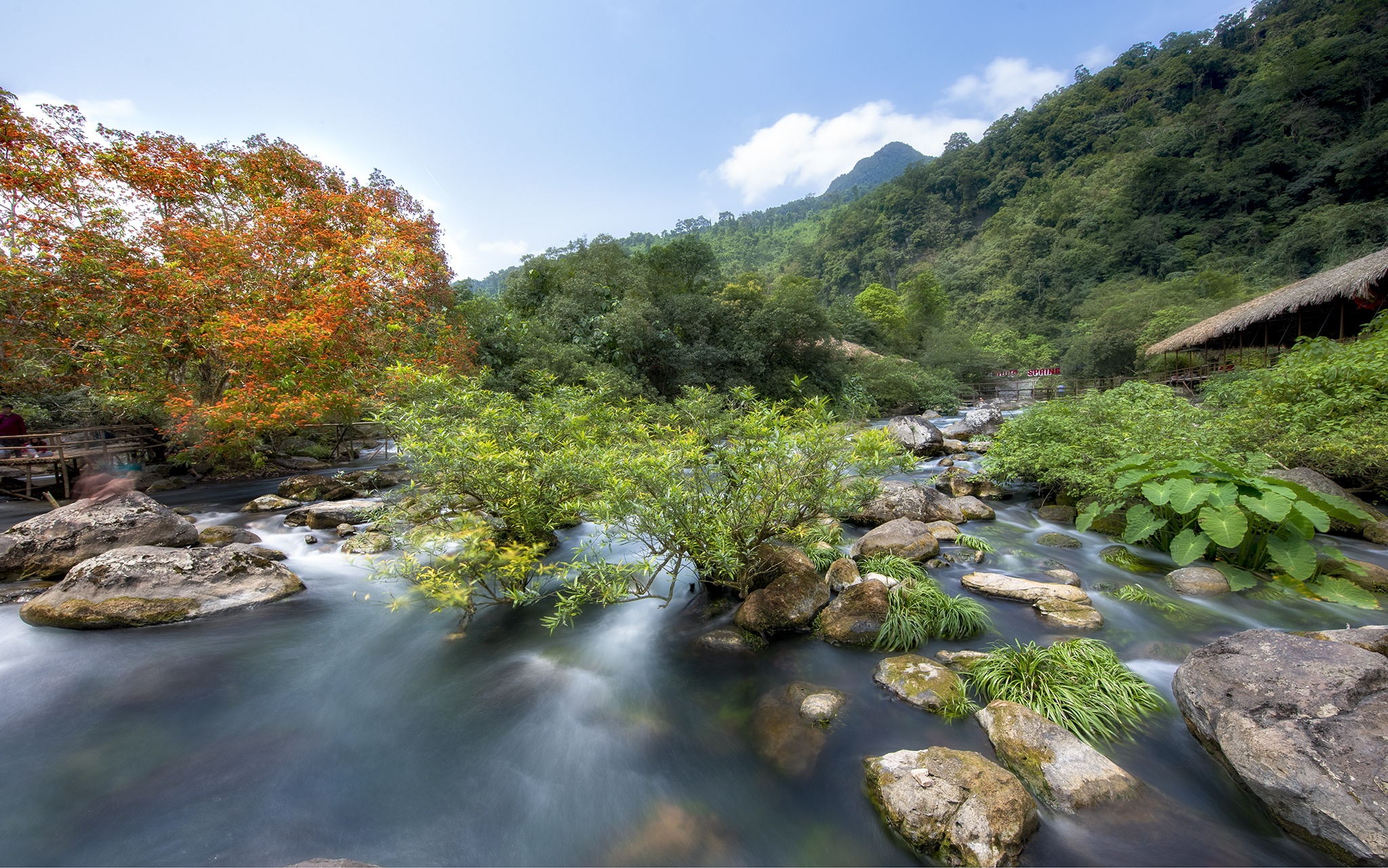 hoa vang anh no ro anh 5