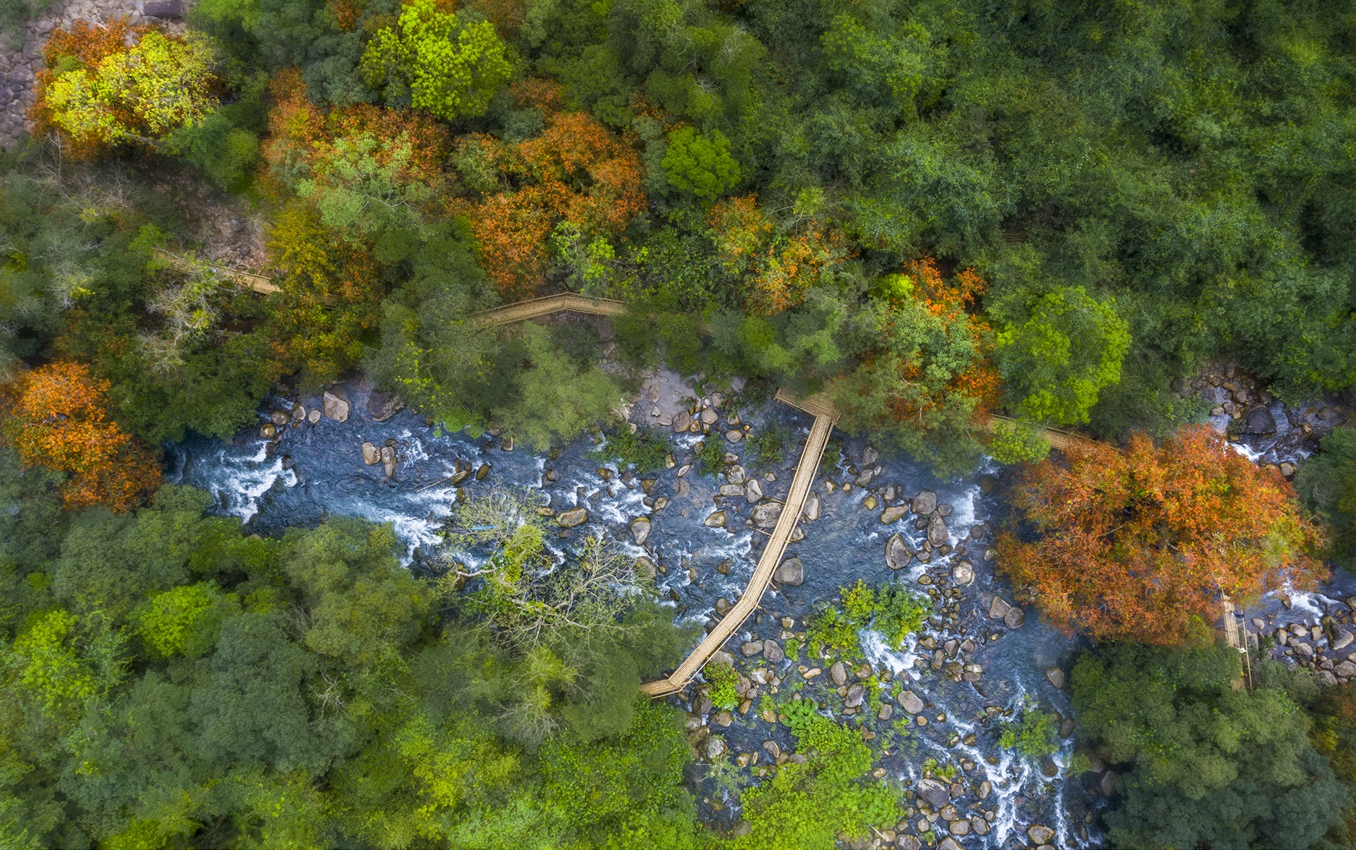 hoa vang anh no ro anh 1