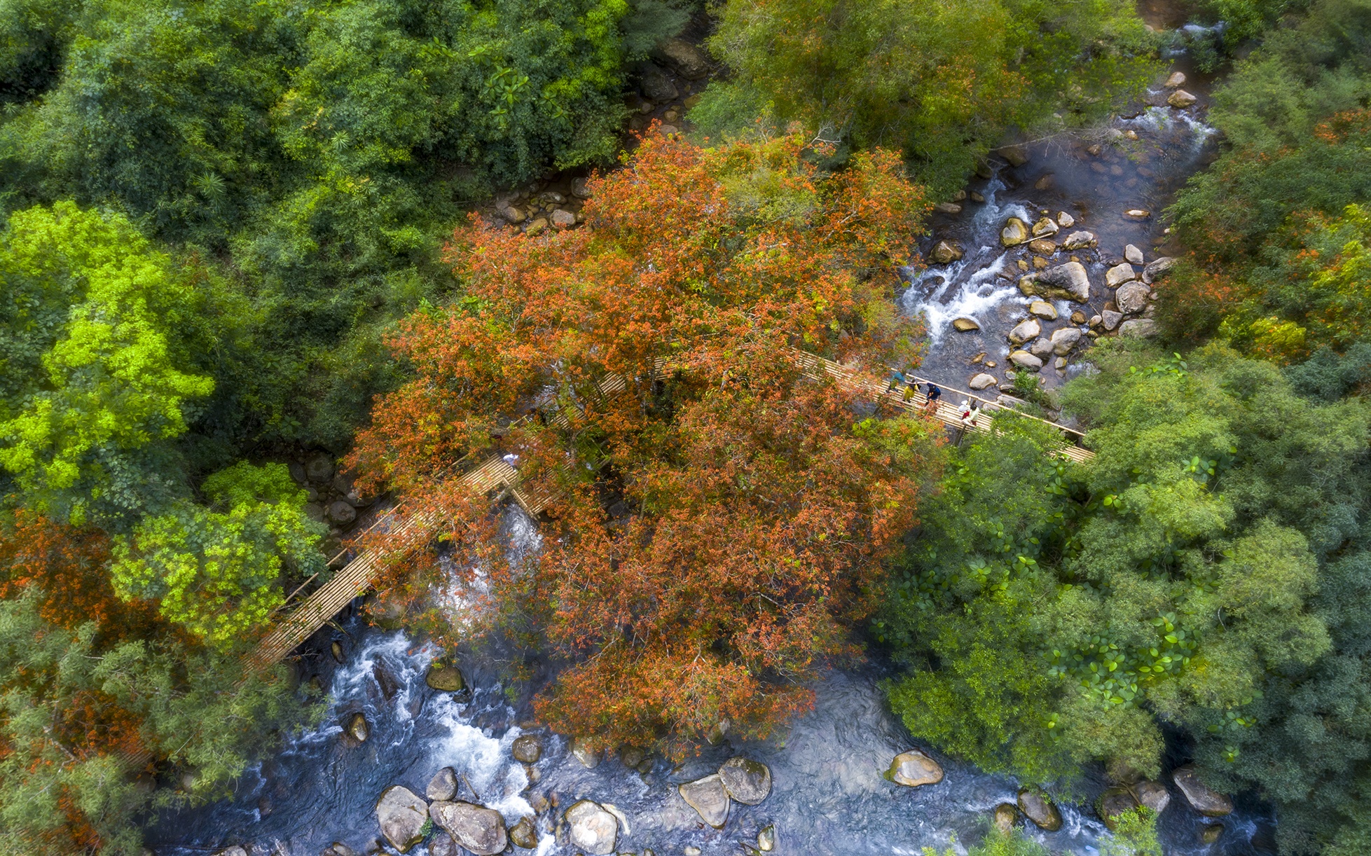 hoa vang anh no ro anh 10