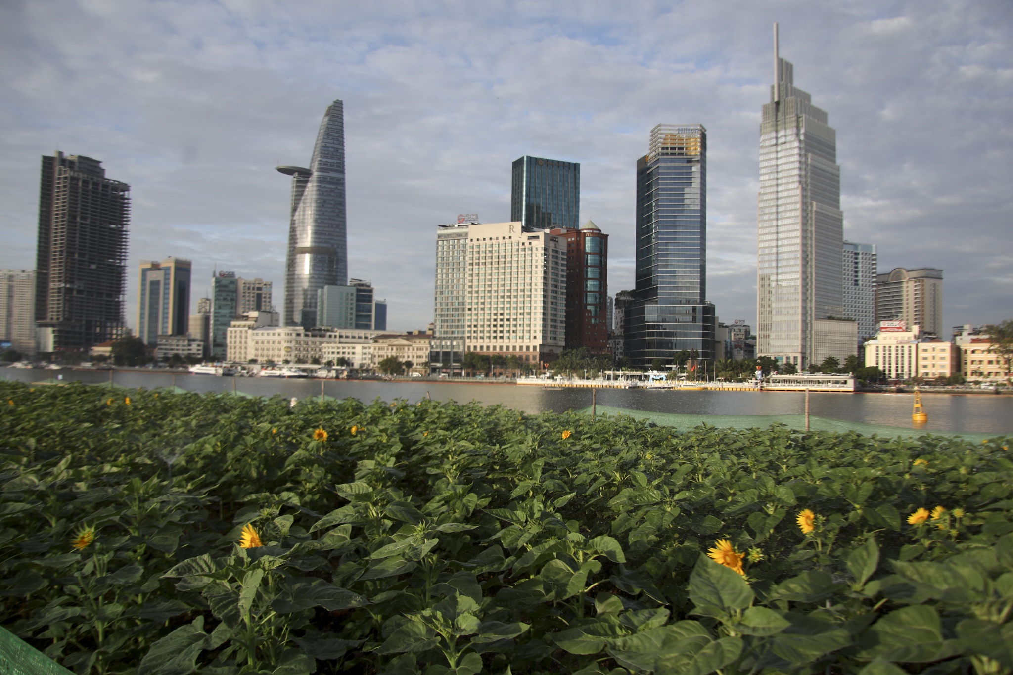 canh dong hoa huong duong anh 3