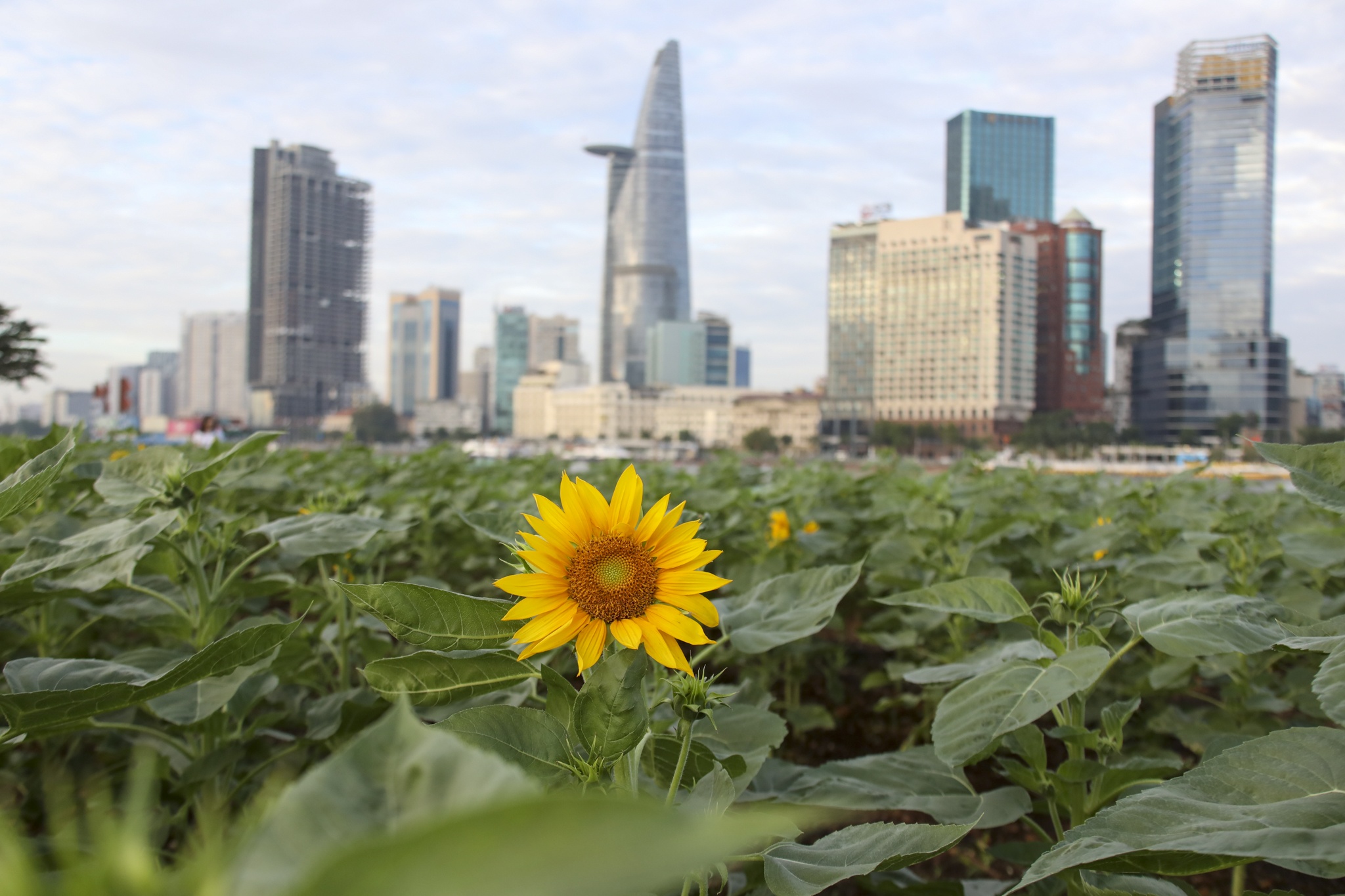 Canh dong hoa huong duong doc bo song Sai Gon truoc ngay don khach hinh anh