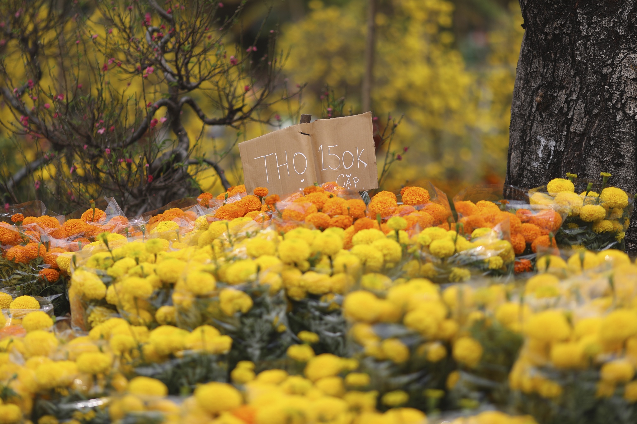 cho hoa phu my hung anh 12