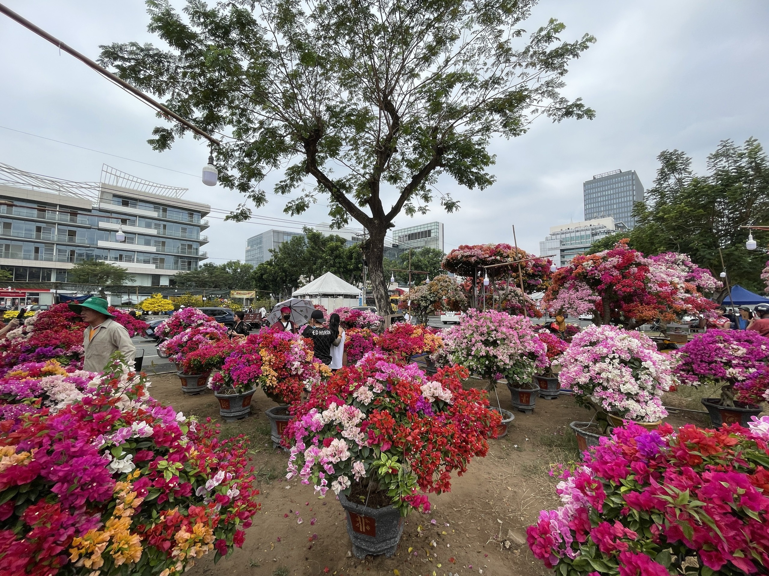 cho hoa phu my hung anh 5