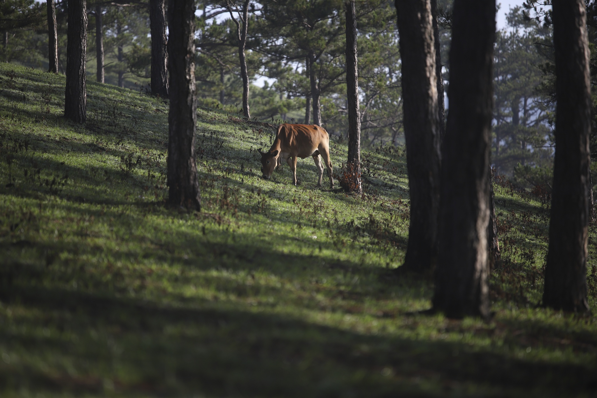 san may da lat anh 21