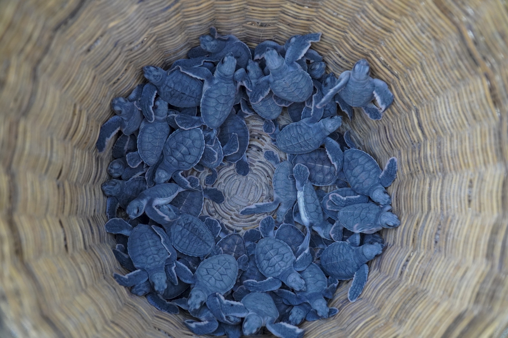 vuon quoc gia con dao anh 22