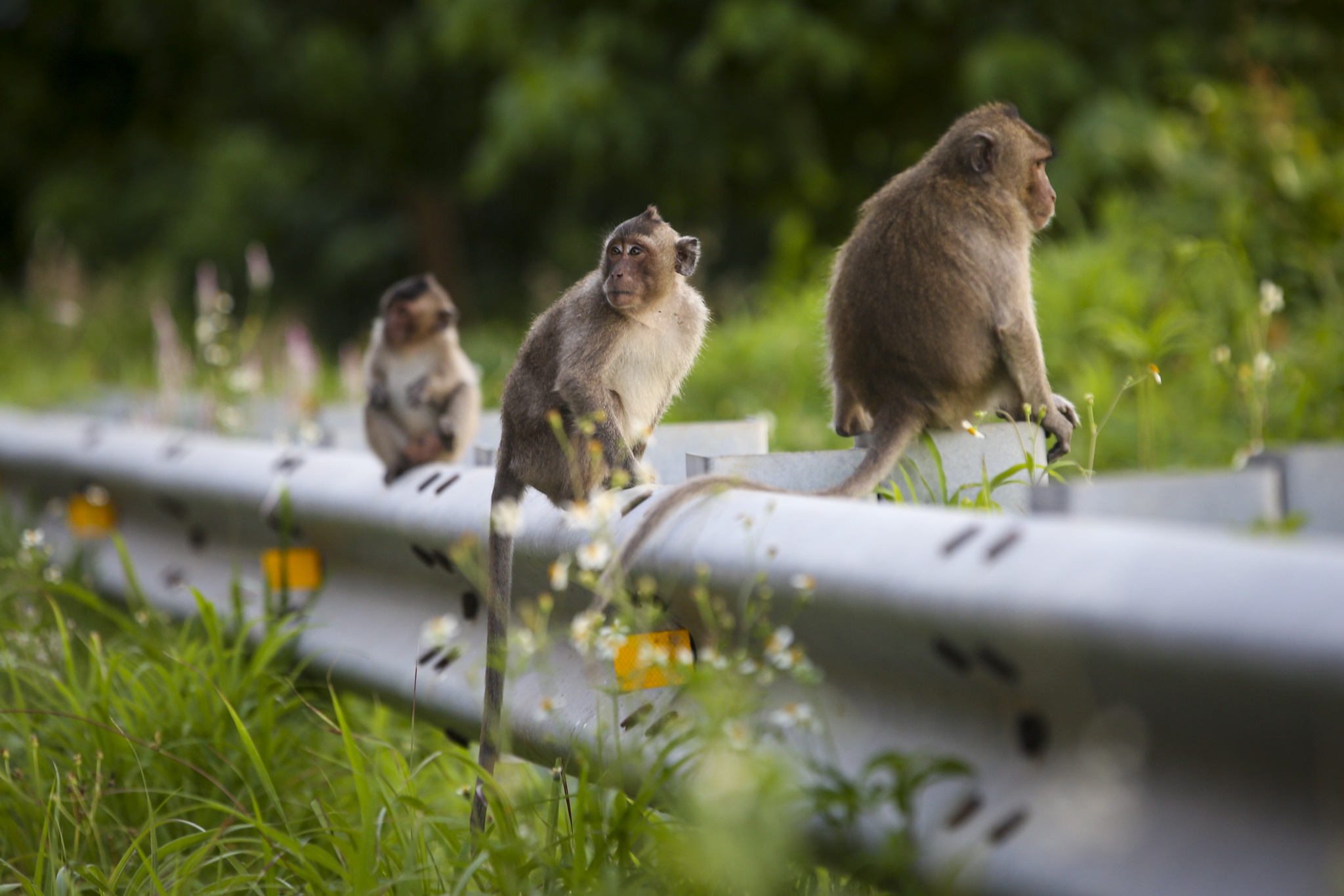 Ngam khi tran ra duong o Con Dao hinh anh