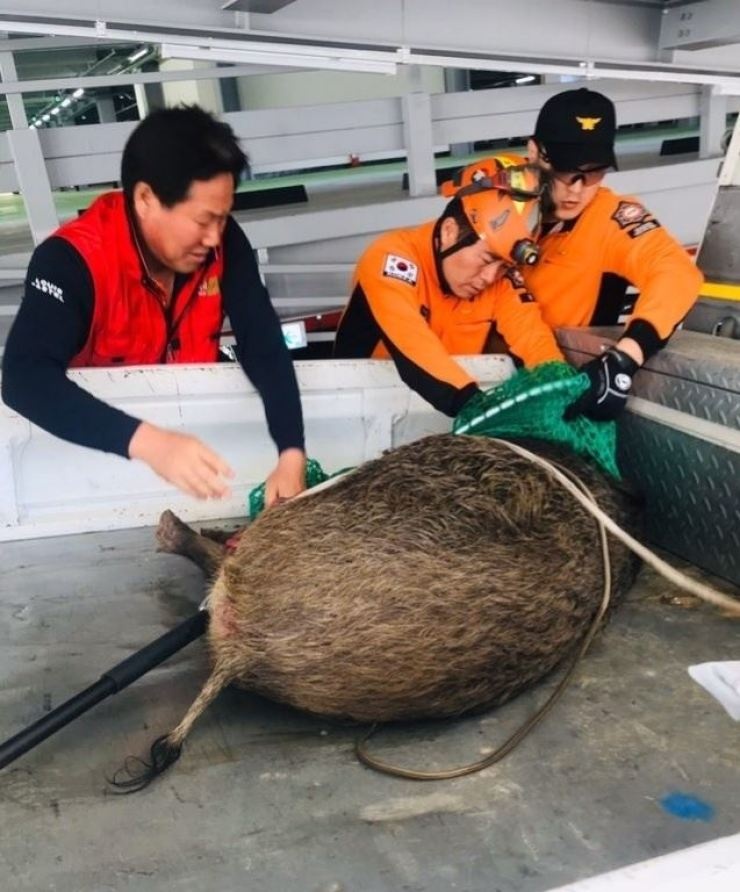 ta lon chau Phi,  ban tia Han Quoc anh 1