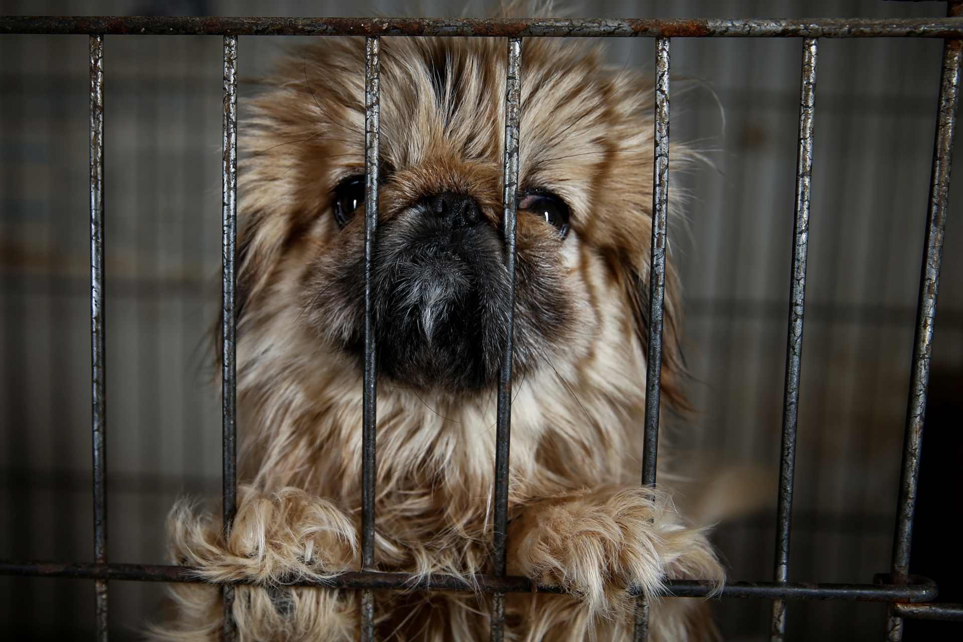 anh mua meo o dau,  thu cung,  mua meo anh 2