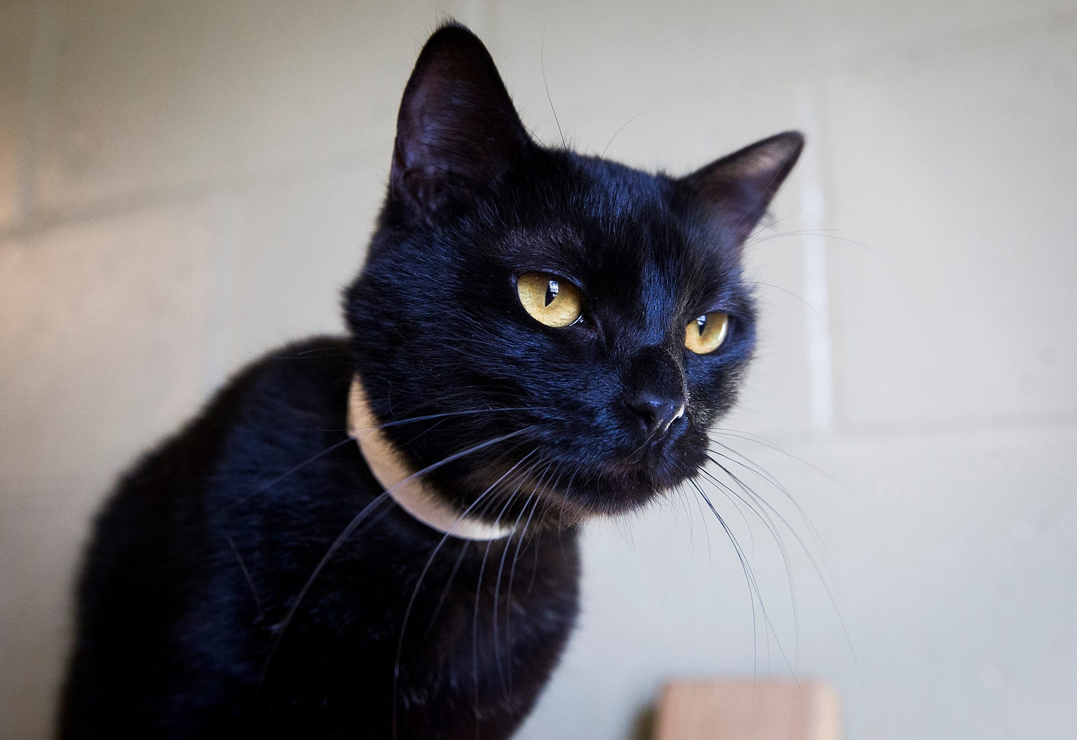 anh mua meo o dau,  thu cung,  mua meo anh 3