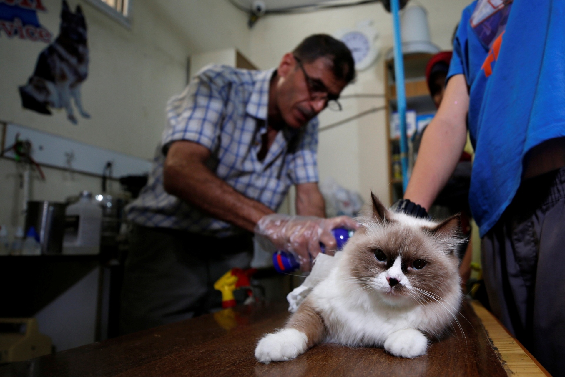 anh mua meo o dau,  thu cung,  mua meo anh 1