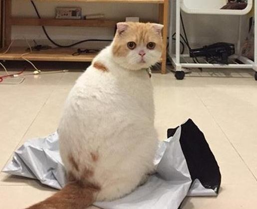 Dau can hoi 'Anh mua meo o dau the?', van tim duoc thu cung hinh anh