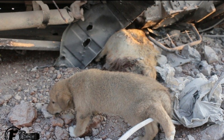 cho con,  tieu diet khung bo,  IS,  Conan anh 2