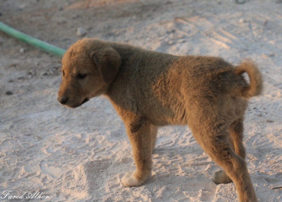 cho con,  tieu diet khung bo,  IS,  Conan anh 1