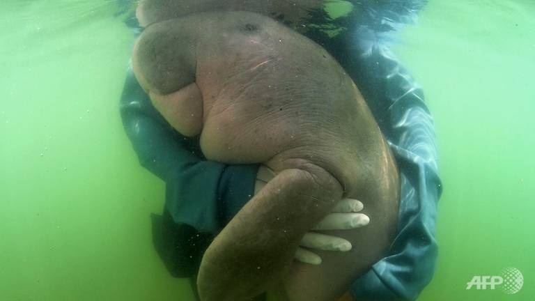 Mot con bo bien chet vi nhua, nguoi dan Thai Lan tim cach chuoc loi hinh anh