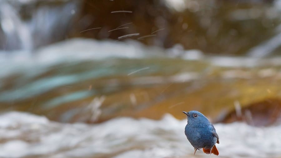 British Ecological Society,  dong vat,  giai thuong anh 3