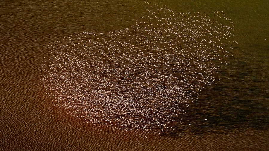 British Ecological Society,  dong vat,  giai thuong anh 7