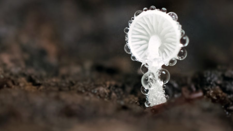 British Ecological Society,  dong vat,  giai thuong anh 6