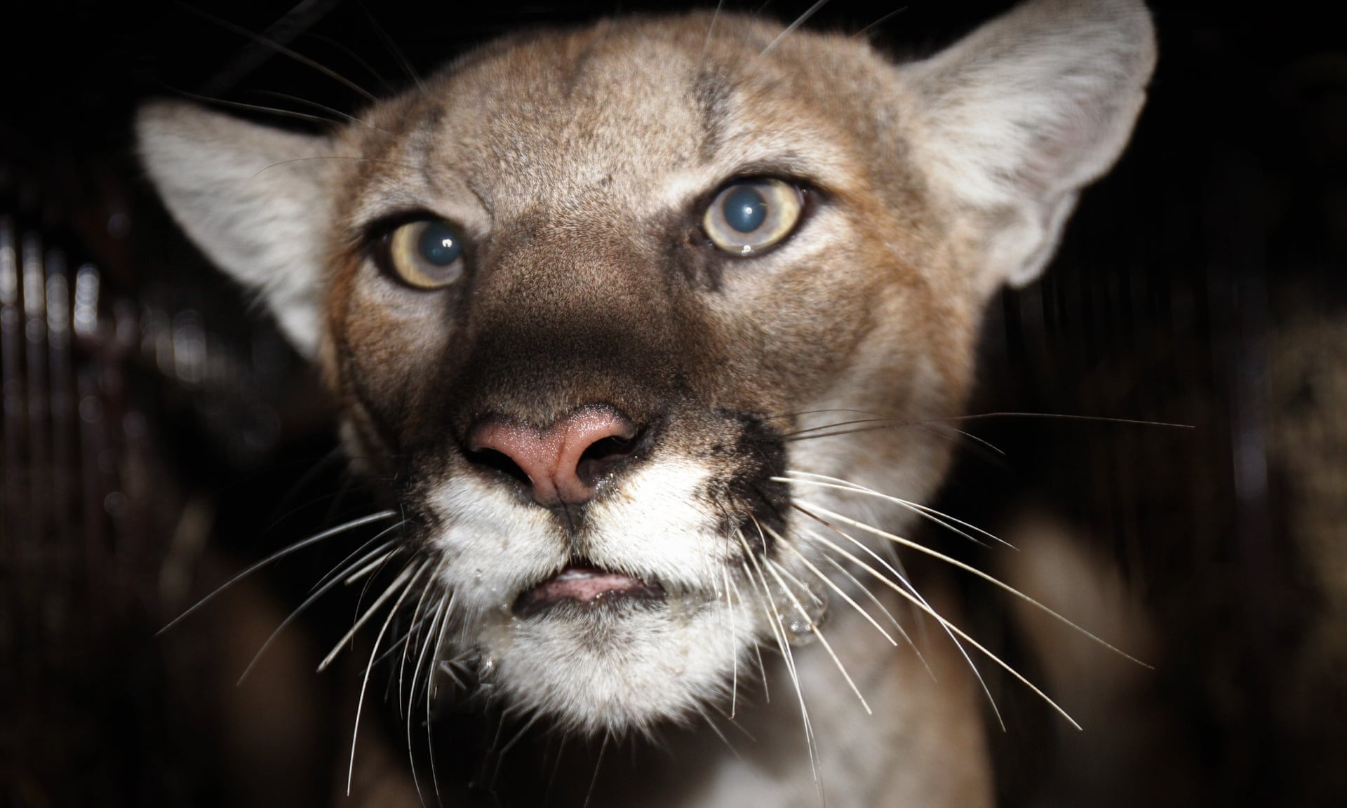 Nguoi phu nu My dam bao su tu de cuu cho cung hinh anh