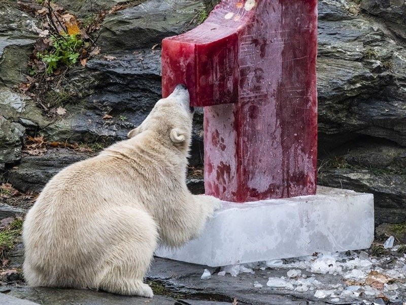 56 con gau Bac Cuc 'xam chiem' ngoi lang o Nga hinh anh