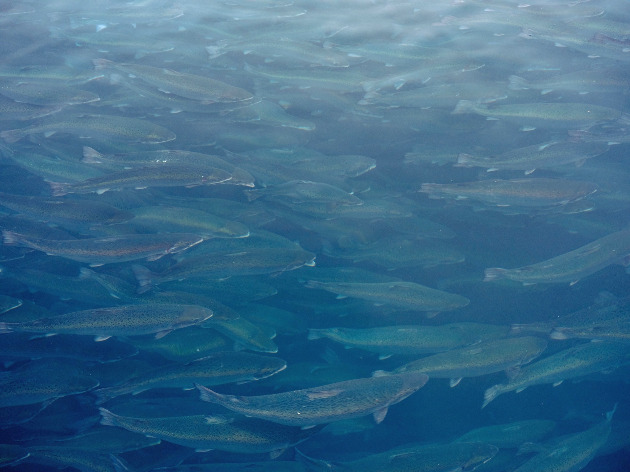 canh tranh My - Trung anh 4